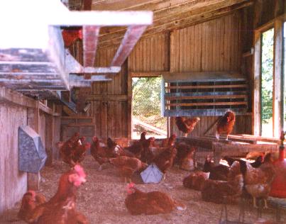 chickens.jpg (26888 bytes)